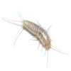 Silverfish Control