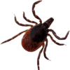 Tick Control